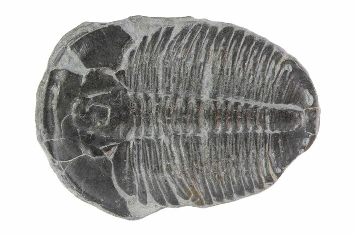 Large Elrathia Trilobite - Utah #78965